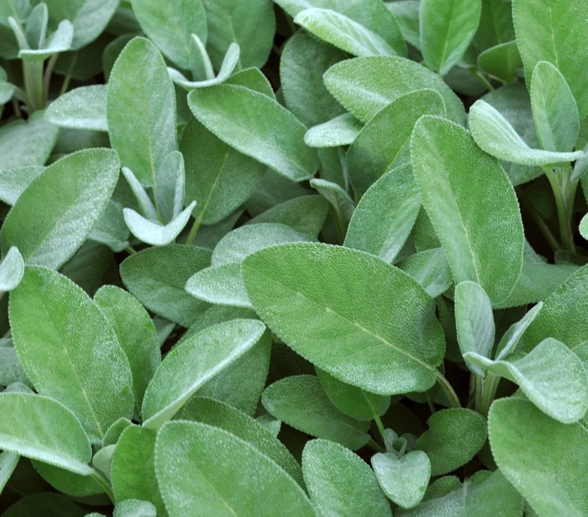 Dehner Gourmet Garten Salbei