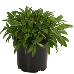 Dehner Gourmet Garten Salbei