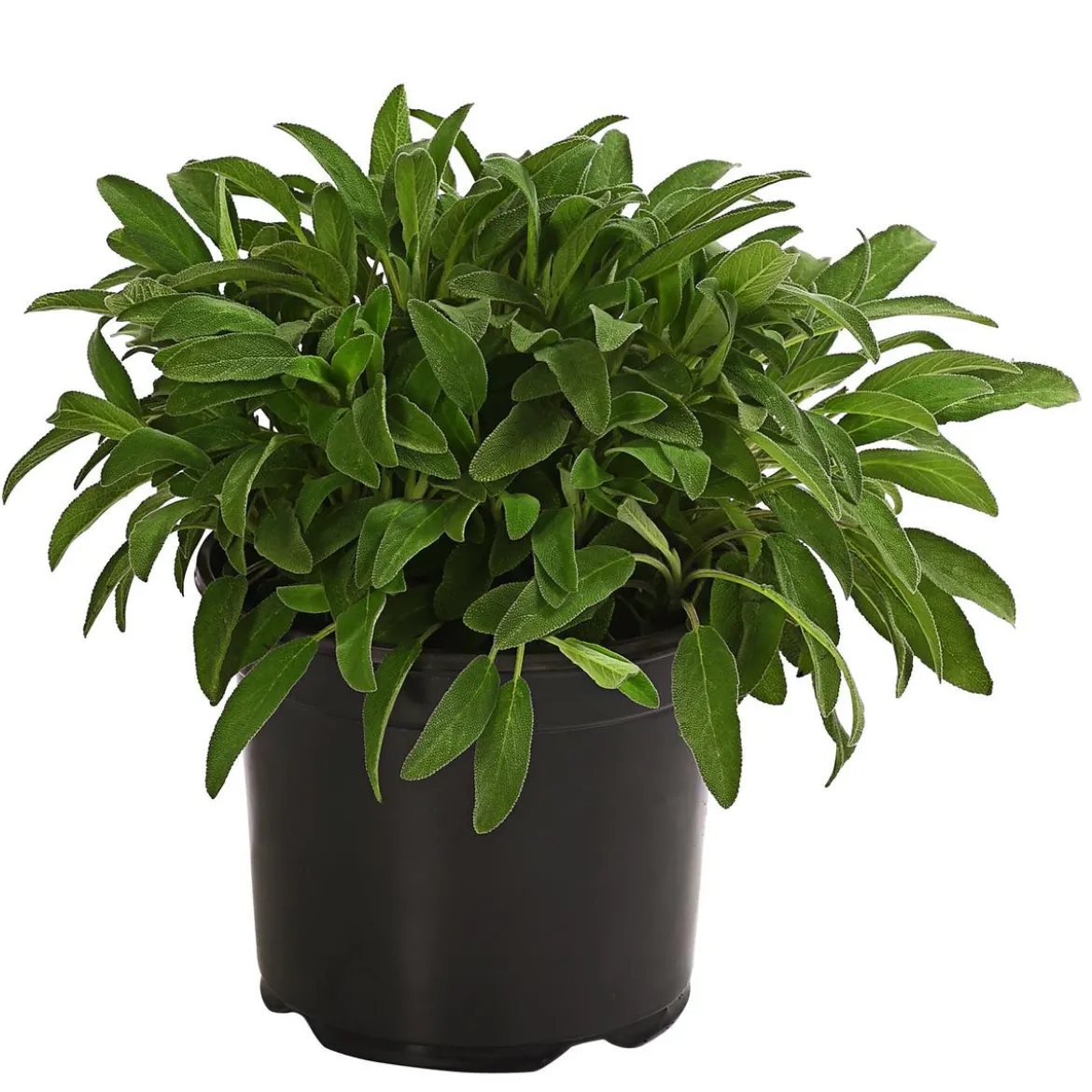 Dehner Gourmet Garten Salbei