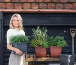 Dehner Gourmet Garten Salbei