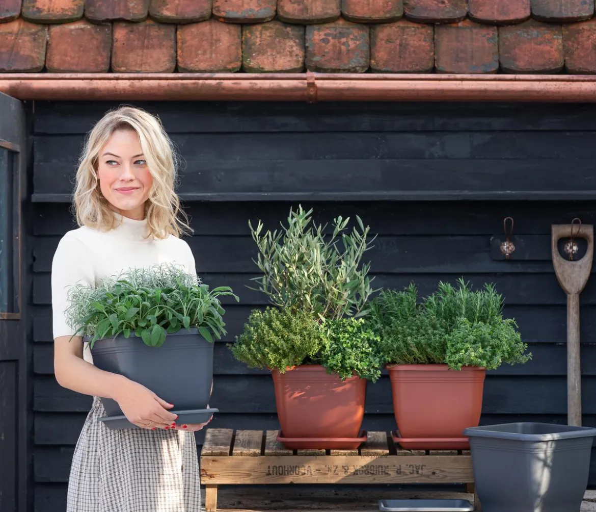 Dehner Gourmet Garten Salbei