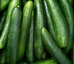Dehner Gourmet Garten Schlangengurke, veredelt