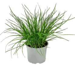 Dehner Gourmet Garten Schnittknoblauch