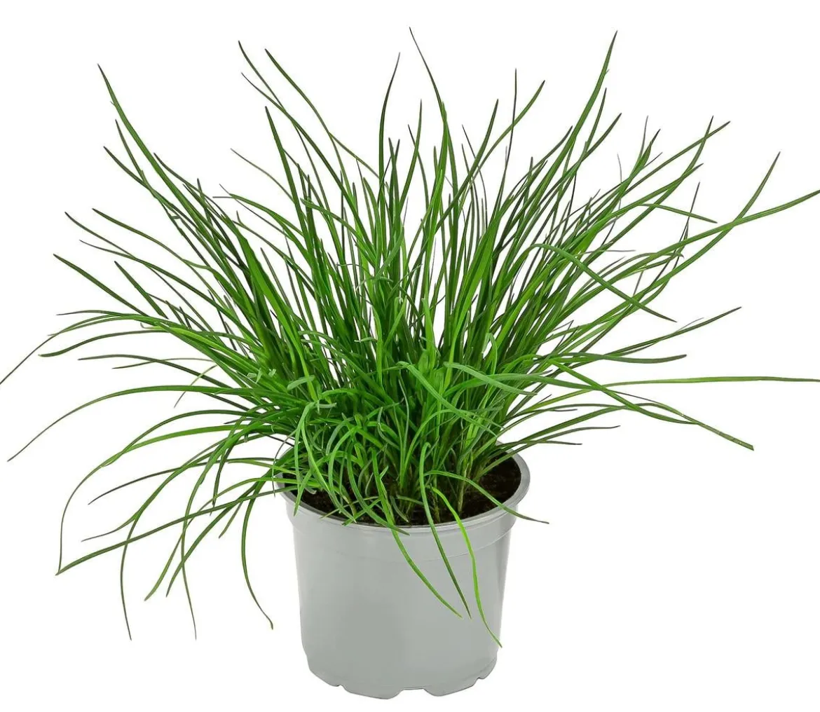 Dehner Gourmet Garten Schnittknoblauch