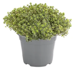 Dehner Gourmet Garten Silberthymian
