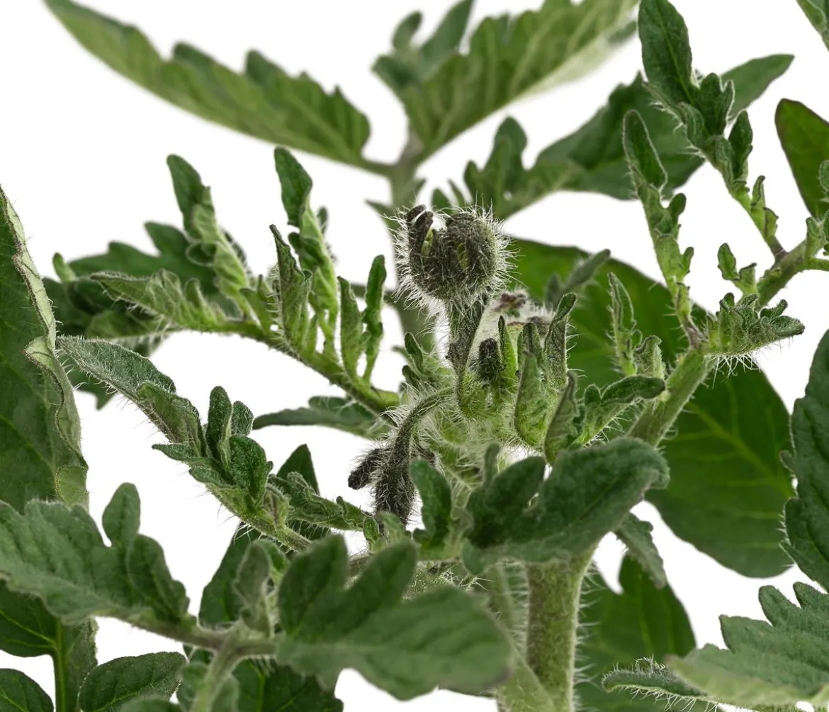 Dehner Gourmet Garten Steaktomate, veredelt