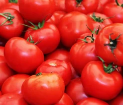 Dehner Gourmet Garten Steaktomate, veredelt