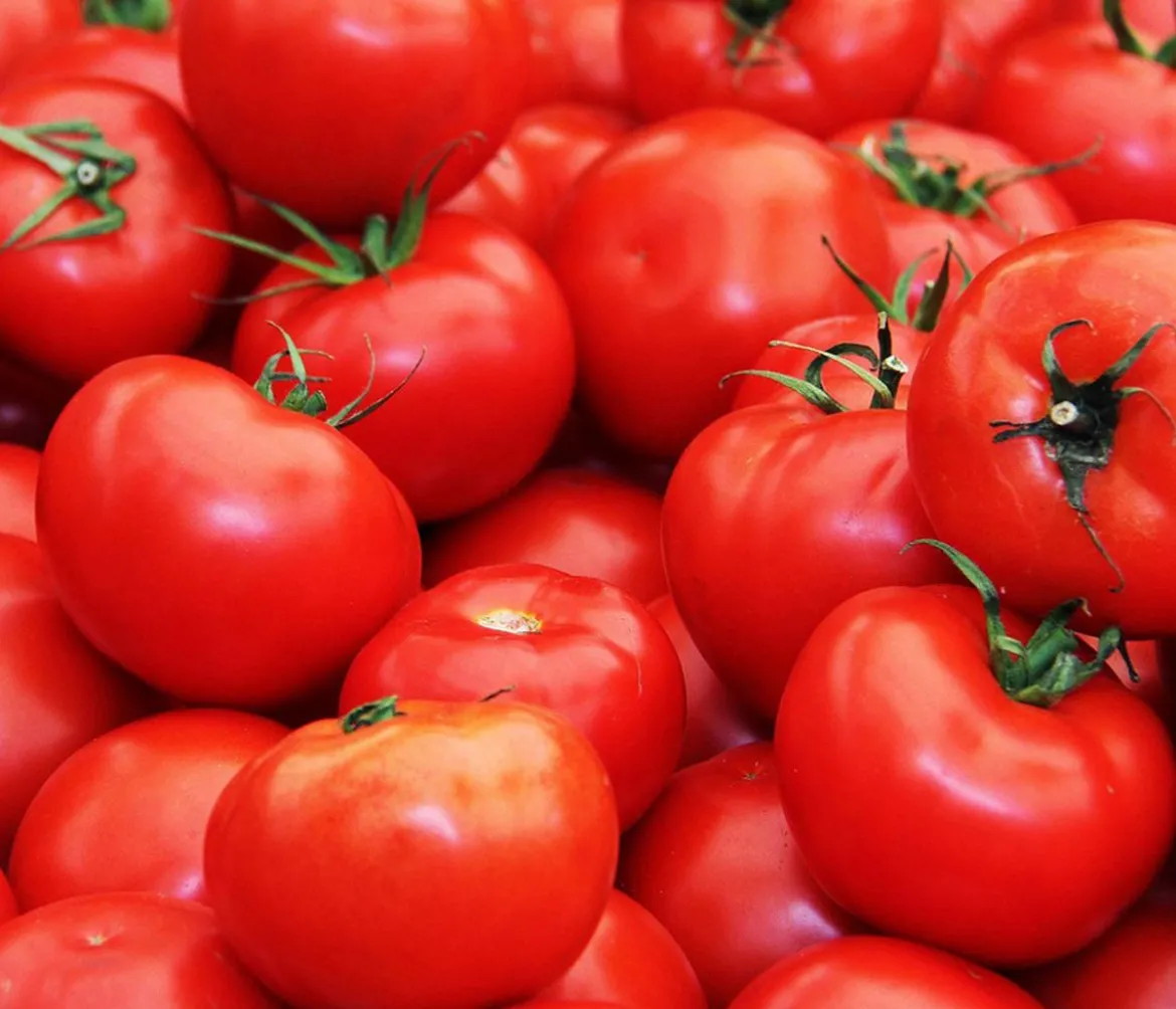Dehner Gourmet Garten Steaktomate, veredelt
