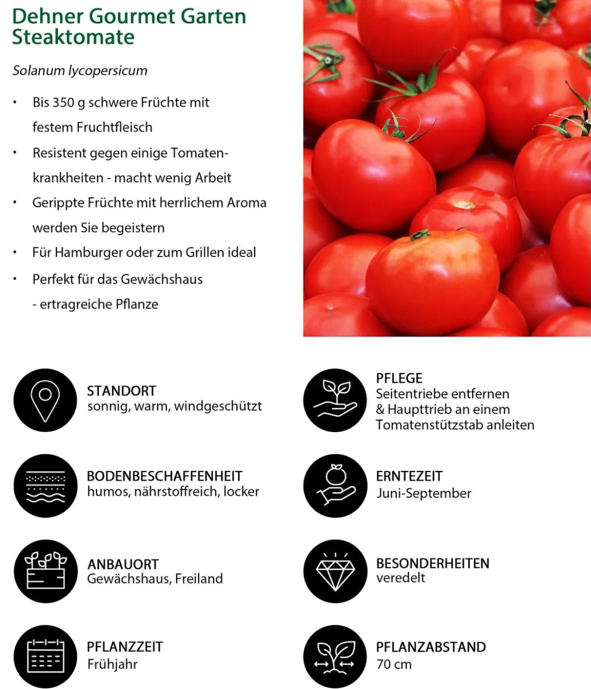 Dehner Gourmet Garten Steaktomate, veredelt