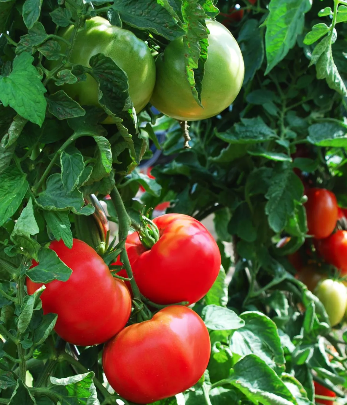 Dehner Gourmet Garten Steaktomate, veredelt