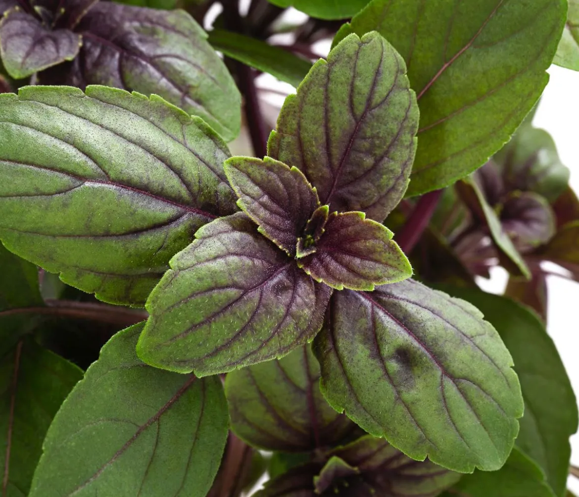 Dehner Gourmet Garten Strauchbasilikum 'Magic Blue'
