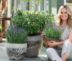 Dehner Gourmet Garten Strauchbasilikum 'Magic Blue'