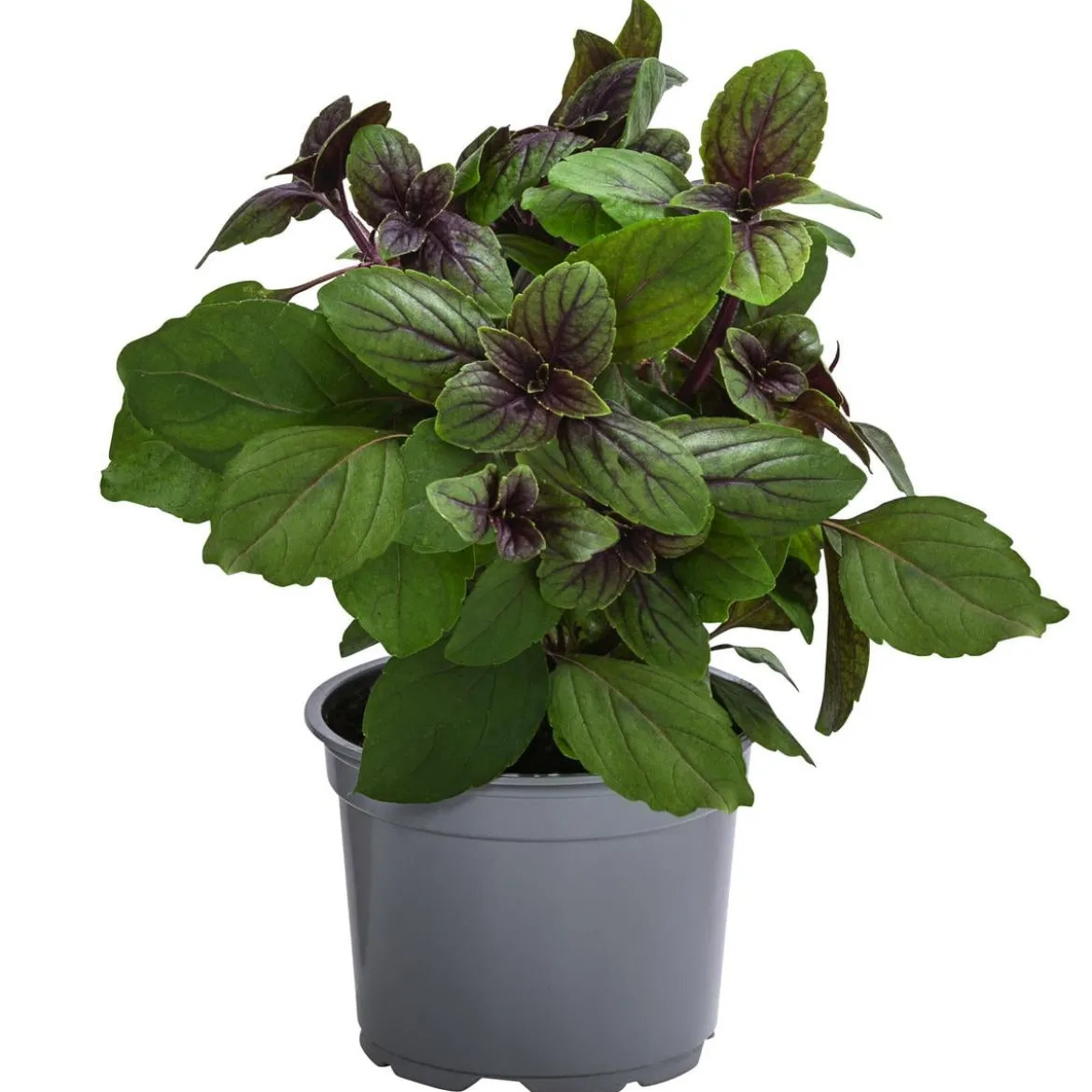 Dehner Gourmet Garten Strauchbasilikum 'Magic Blue'