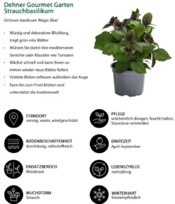 Dehner Gourmet Garten Strauchbasilikum 'Magic Blue'
