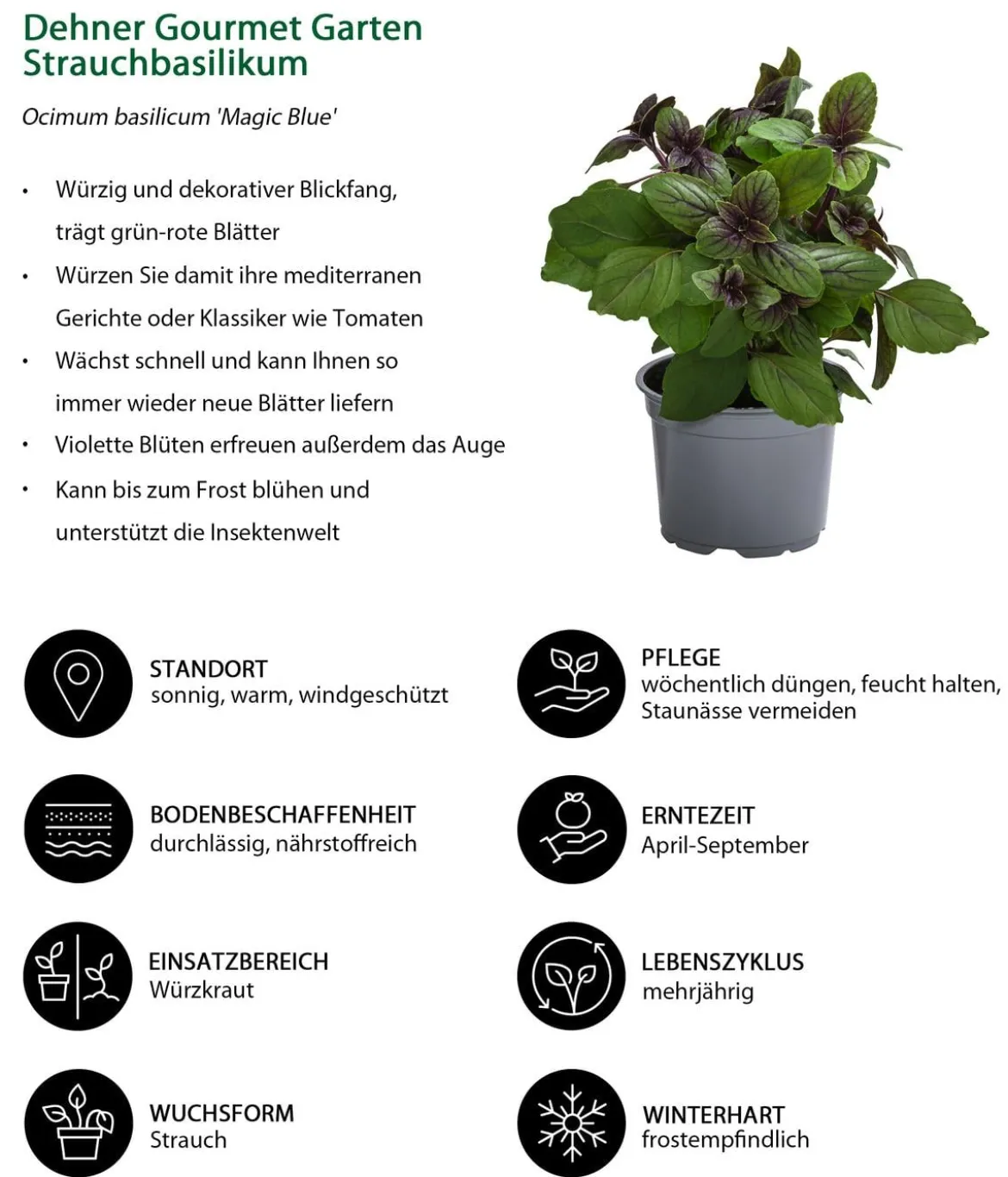 Dehner Gourmet Garten Strauchbasilikum 'Magic Blue'