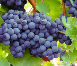 Dehner Gourmet Garten Tafeltraube 'Muscat Bleu'