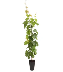 Dehner Gourmet Garten Tafeltraube 'Muscat Bleu'