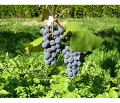 Dehner Gourmet Garten Tafeltraube 'Muscat Bleu'