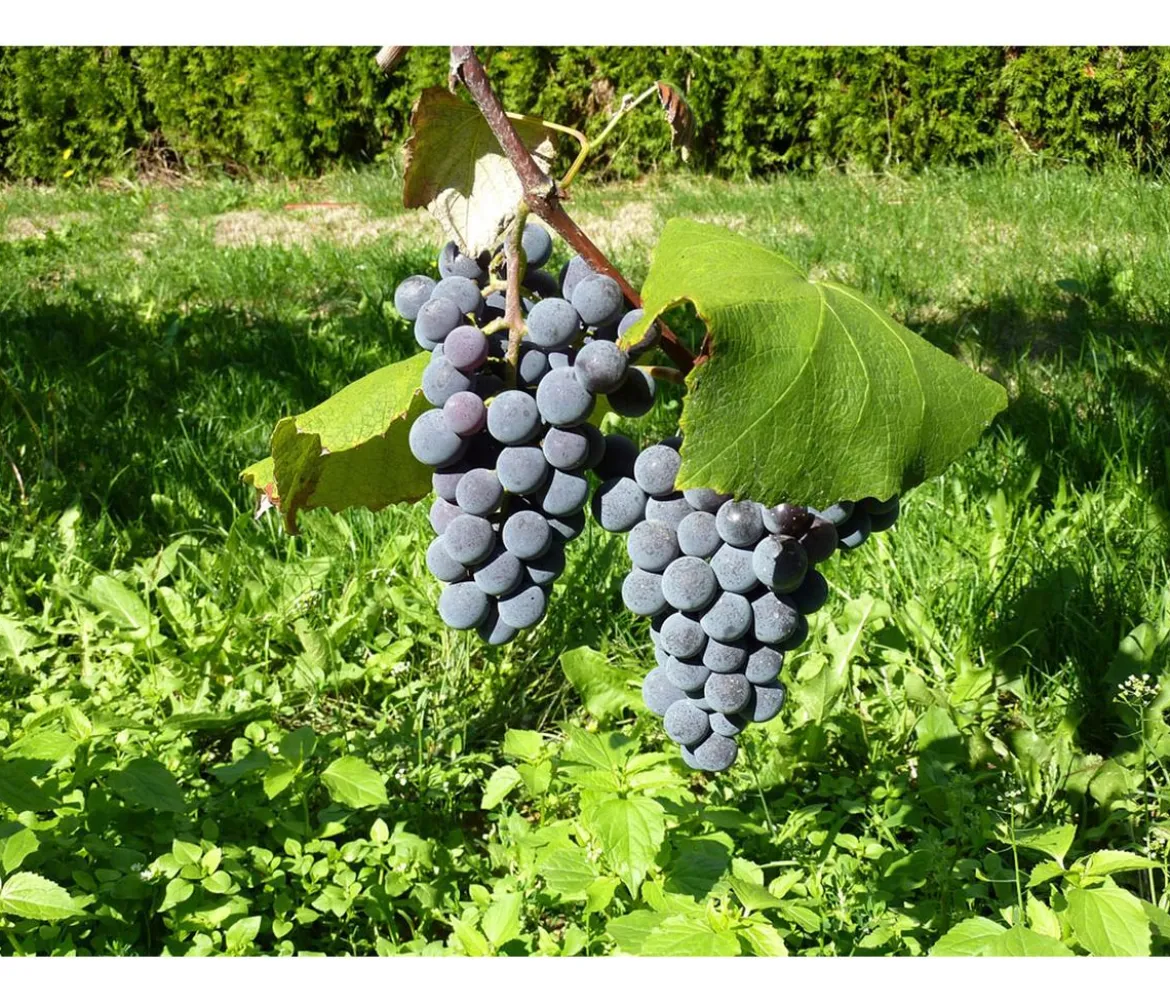 Dehner Gourmet Garten Tafeltraube 'Muscat Bleu'