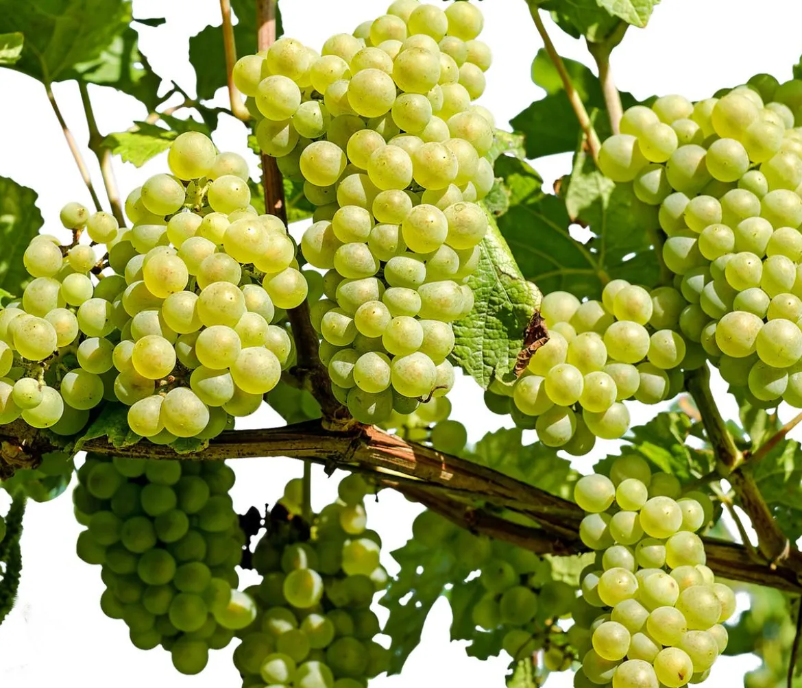 Dehner Gourmet Garten Tafeltraube 'Palatina'
