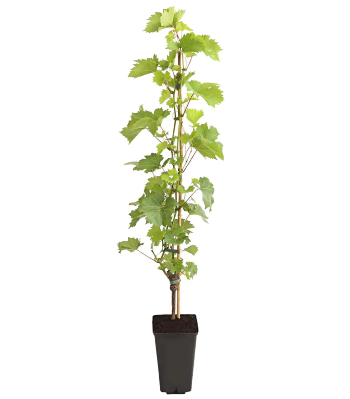 Dehner Gourmet Garten Tafeltraube 'Palatina'