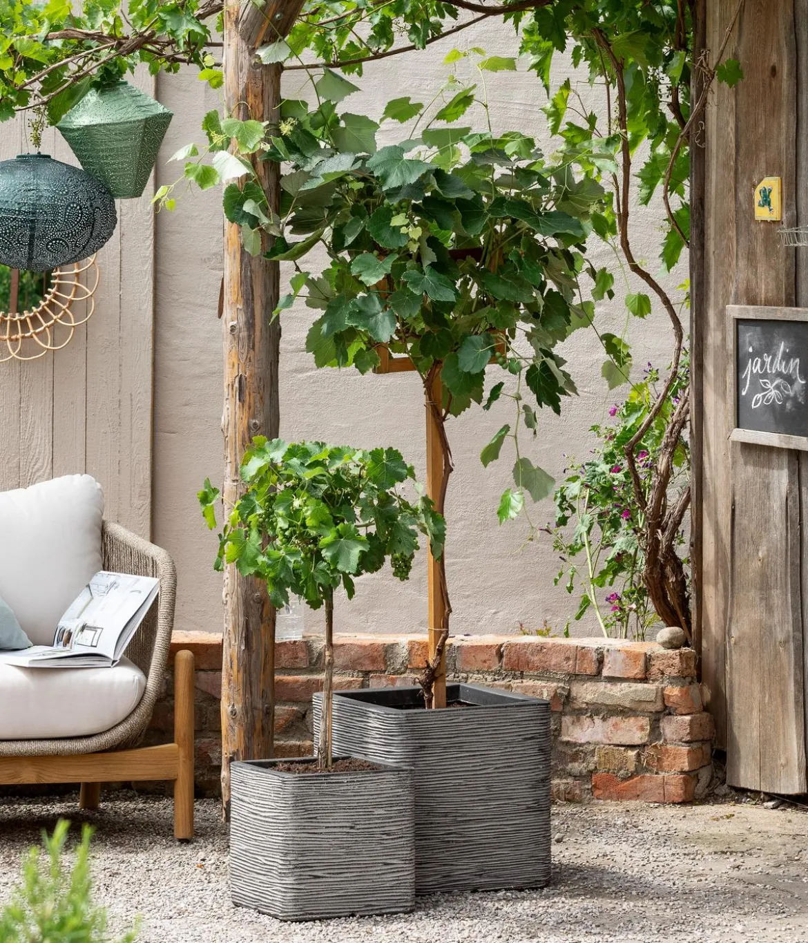Dehner Gourmet Garten Tafeltraube 'Palatina'