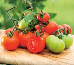 Dehner Gourmet Garten Tomate rund, veredelt