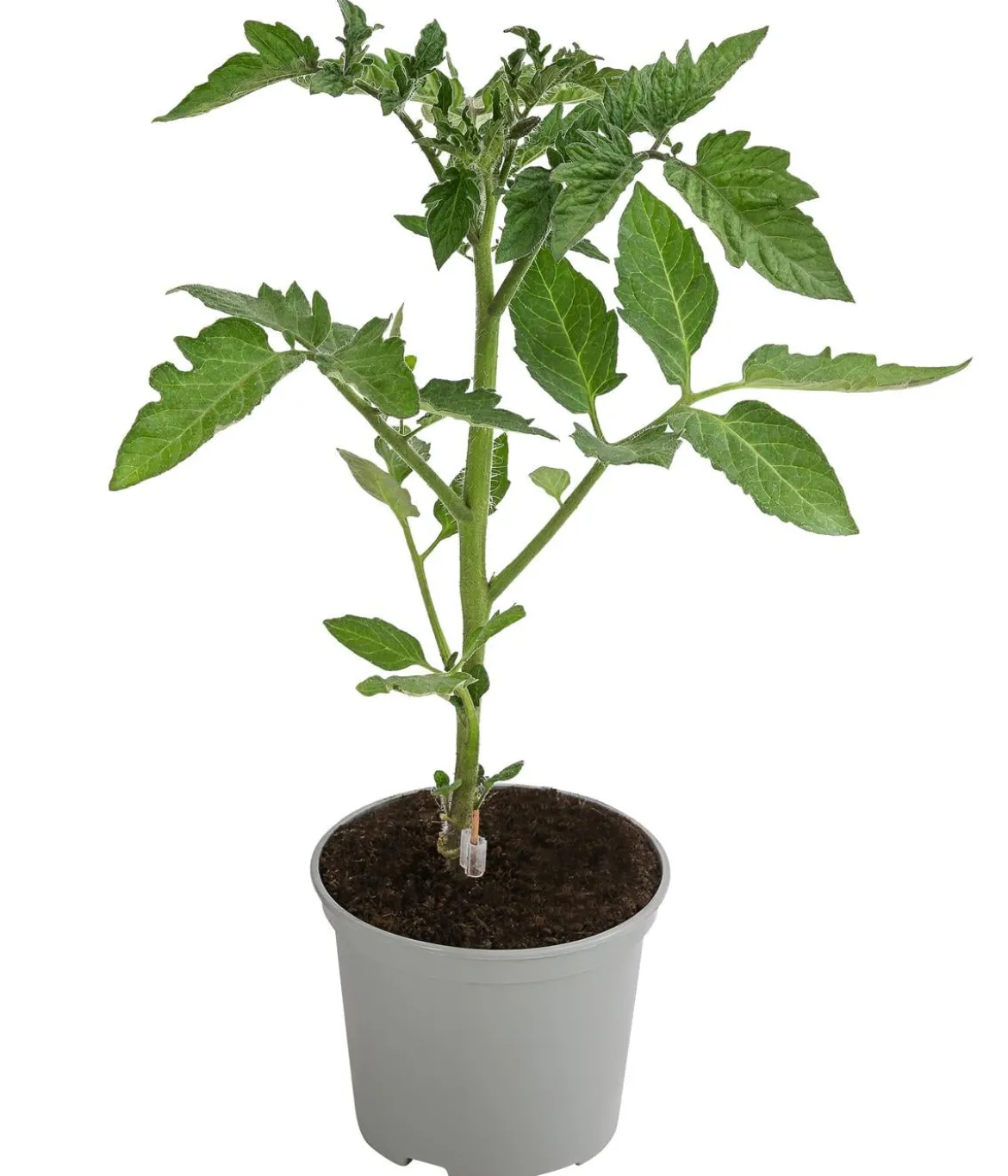 Dehner Gourmet Garten Tomate rund, veredelt