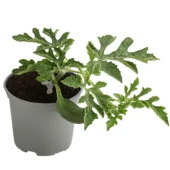 Dehner Gourmet Garten Wassermelone, veredelt