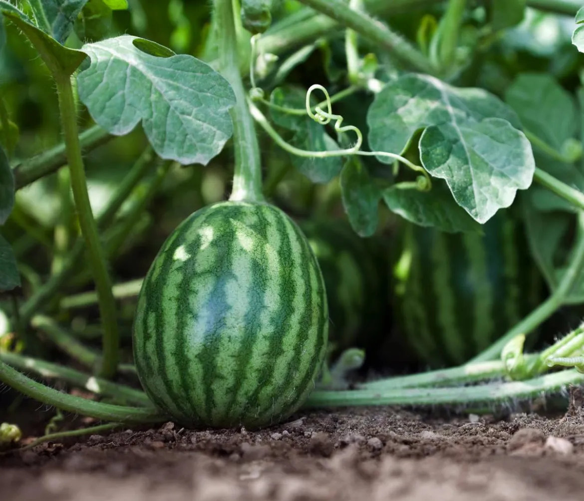 Dehner Gourmet Garten Wassermelone, veredelt