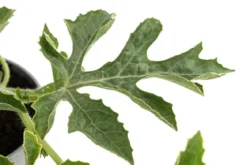 Dehner Gourmet Garten Wassermelone, veredelt