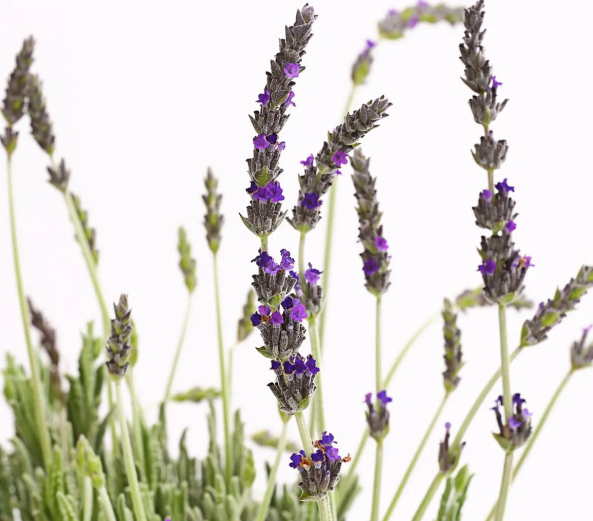 Dehner Gourmet Garten Zahnlavendel