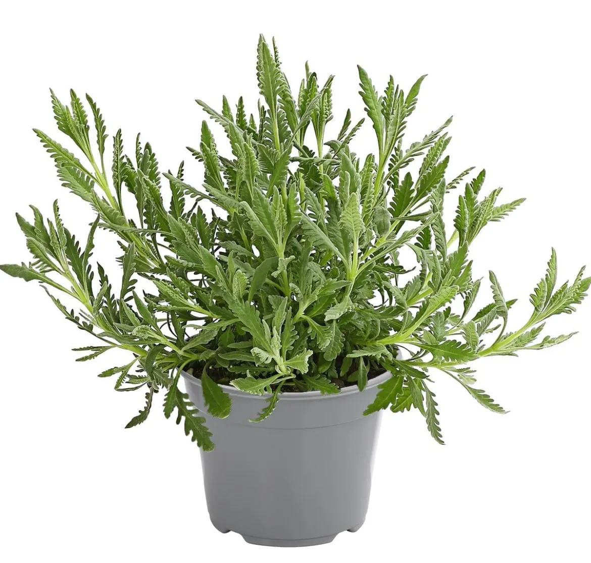 Dehner Gourmet Garten Zahnlavendel
