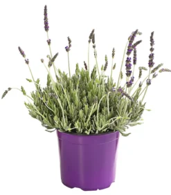 Dehner Gourmet Garten Zahnlavendel