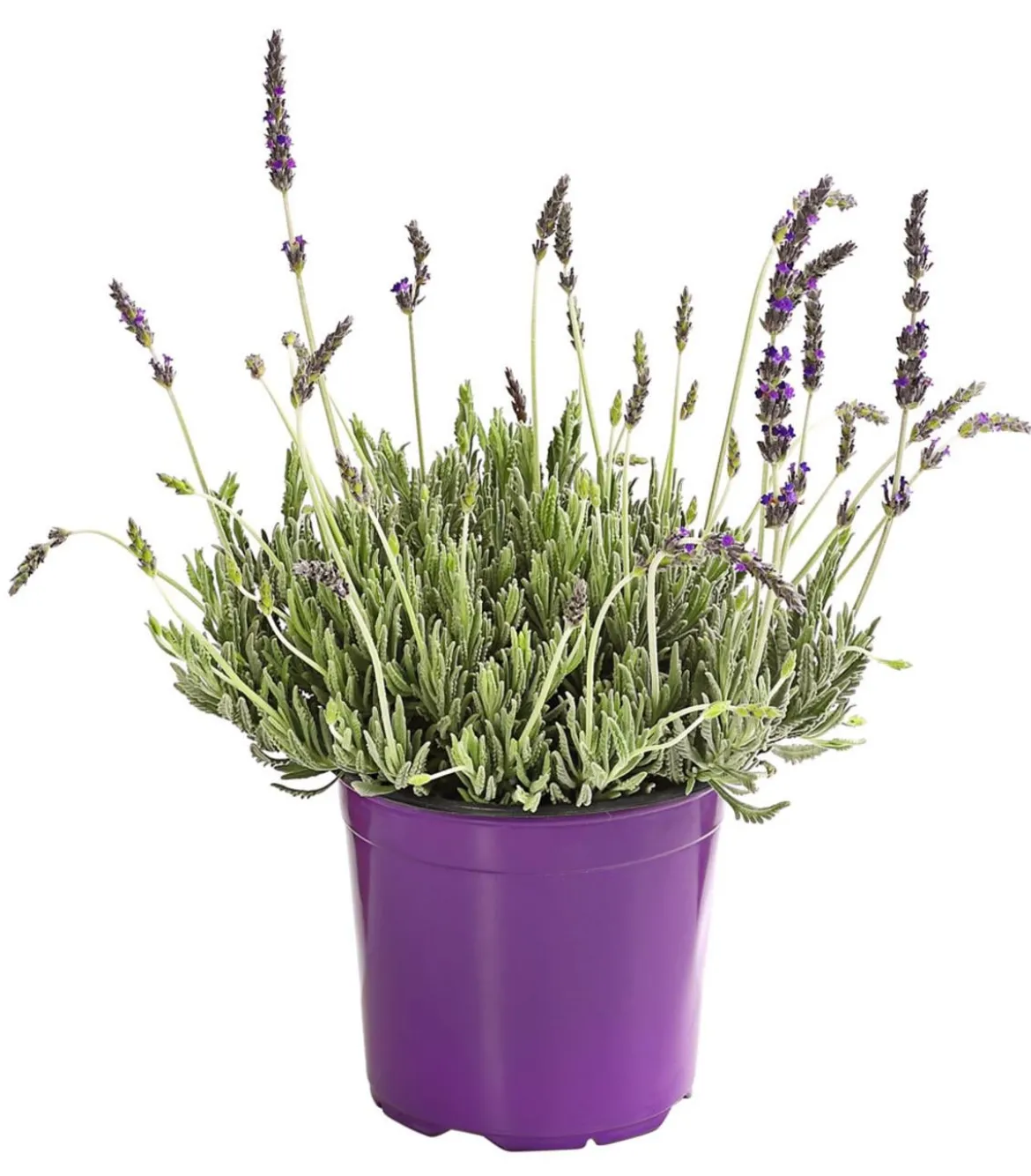 Dehner Gourmet Garten Zahnlavendel