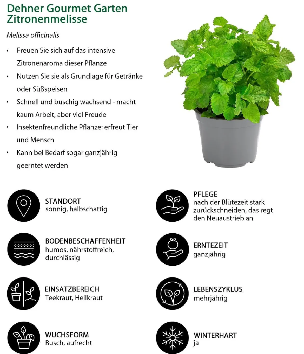 Dehner Gourmet Garten Zitronenmelisse