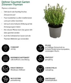 Dehner Gourmet Garten Zitronen-Thymian