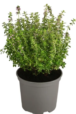 Dehner Gourmet Garten Zitronen-Thymian