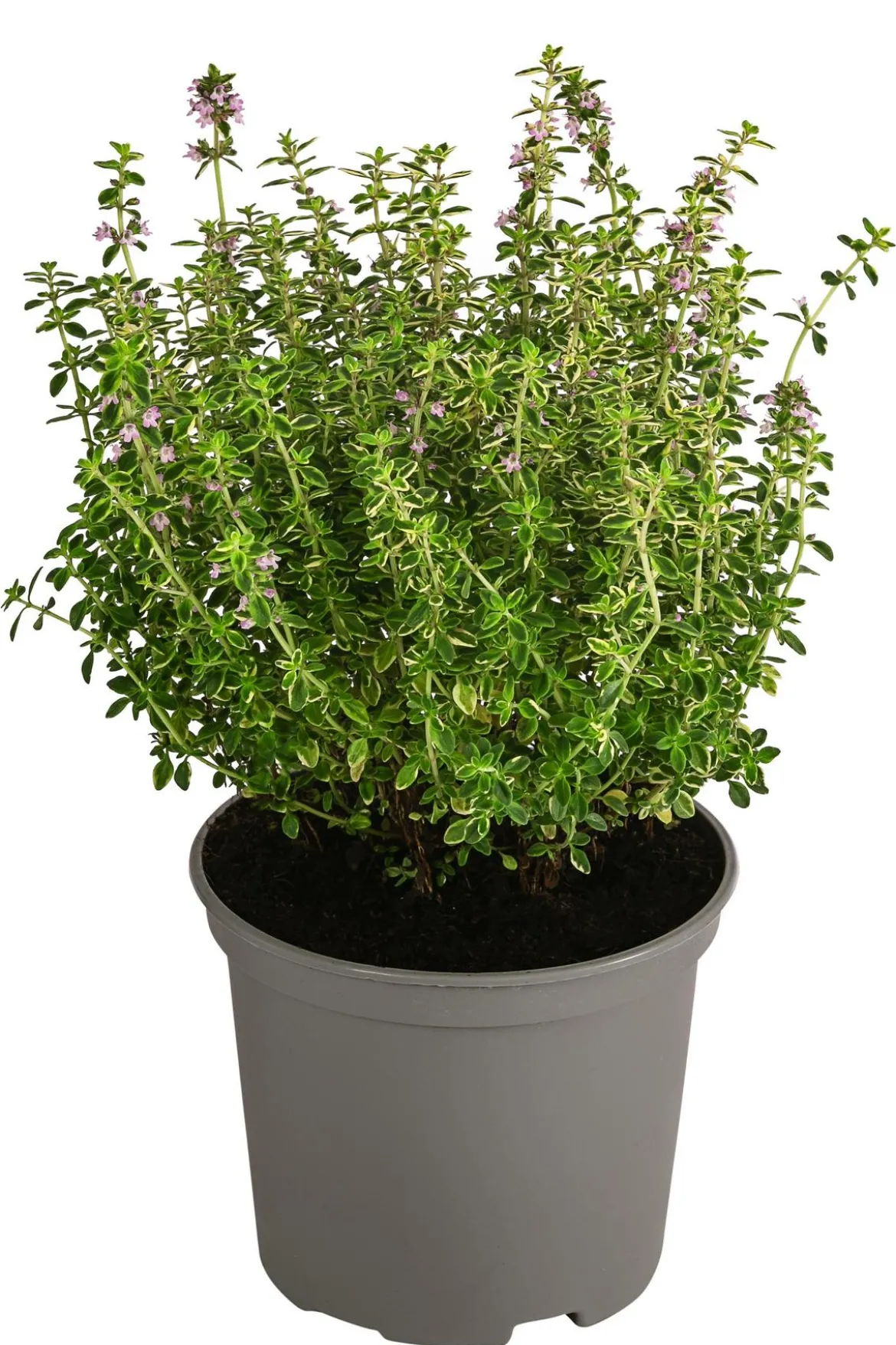 Dehner Gourmet Garten Zitronen-Thymian