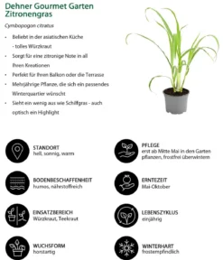 Dehner Gourmet Garten Zitronengras
