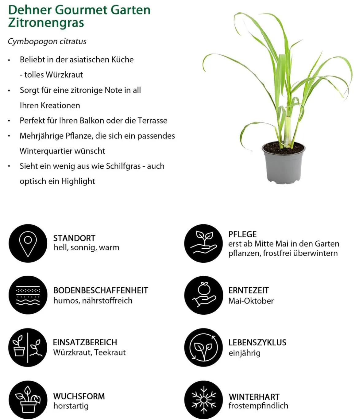 Dehner Gourmet Garten Zitronengras