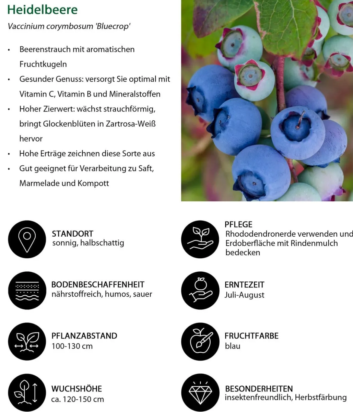 Dehner Heidelbeere 'Bluecrop'