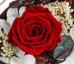 Dehner Keramik-Jardiniere mit Longlife-Rose Tiana, rot, ca. B17/H12/T8 cm