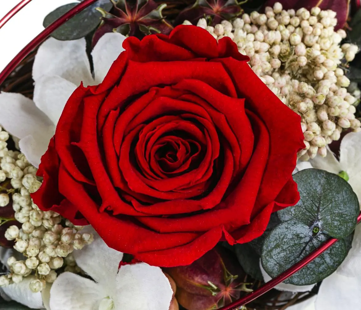Dehner Keramik-Jardiniere mit Longlife-Rose Tiana, rot, ca. B17/H12/T8 cm
