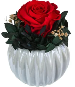 Dehner Keramik-Schale mit Longlife-Rose Perla, ca. Ø12/H16 cm