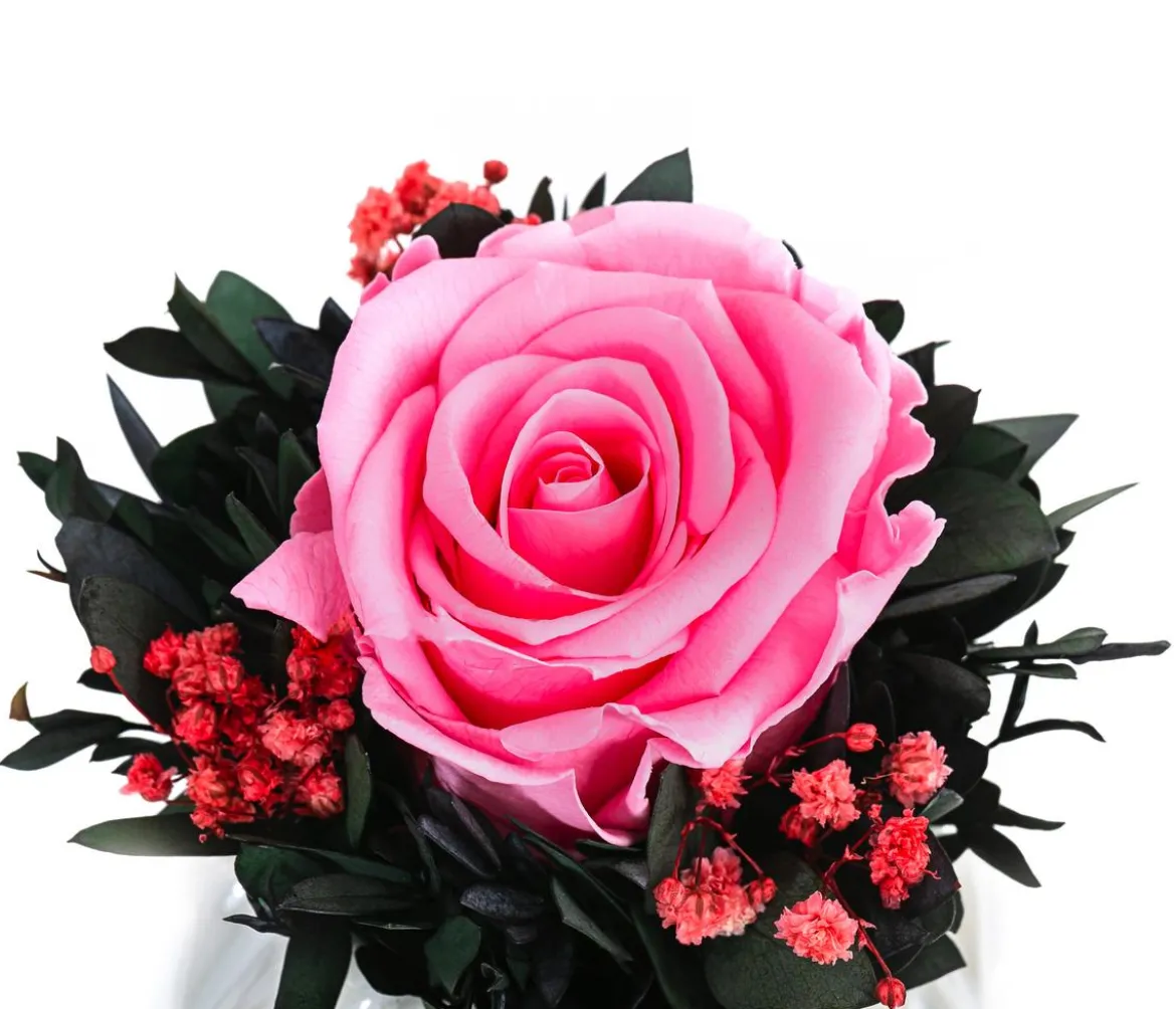 Dehner Keramik-Schale mit Longlife-Rose Perla, ca. Ø12/H16 cm