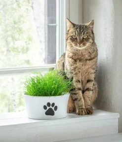 Dehner Keramik-Schale Paw, konisch, weiß, ca. Ø20 cm