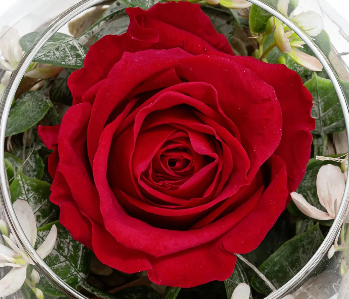 Dehner Kugelglas mit Longlife-Rose Diana, rot, ca. Ø10/H10 cm