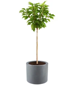 Dehner Kunststoff-Blumenkübel Palermo mit Rollen, rund, anthrazit, ca. Ø40/H34 cm