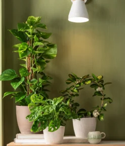 Dehner Kunststoff-Topf Magnolia, konisch